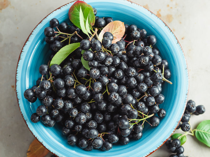 Aronia melanocarpa (chokeberry) reduces blood pressure and cholesterol: original NRI research