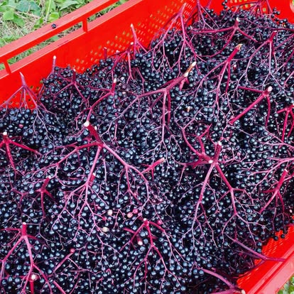 Elderberry for Upper Respiratory Symptoms: A Meta Analysis of Randomized, Placebo Controlled Clinical Trials