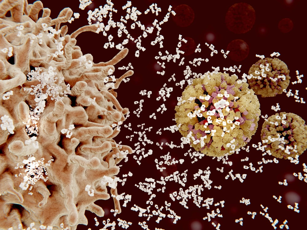 B cells 