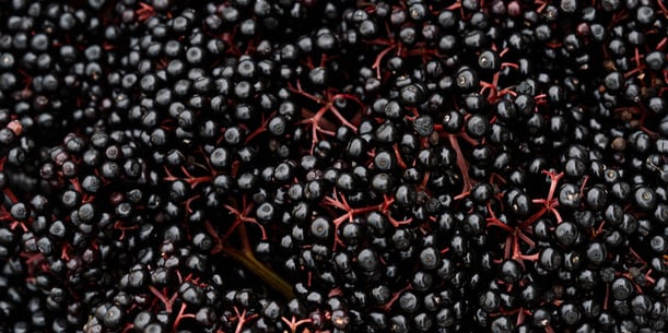 elderberry-2