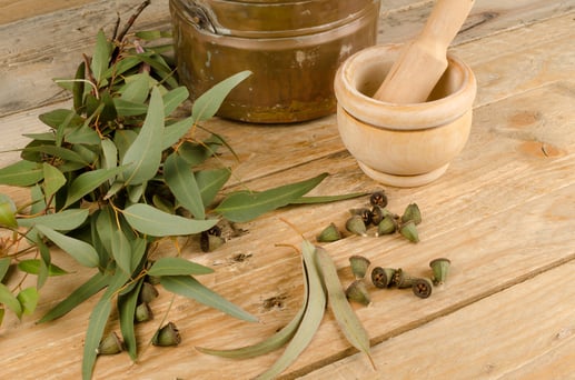 eucalyptus