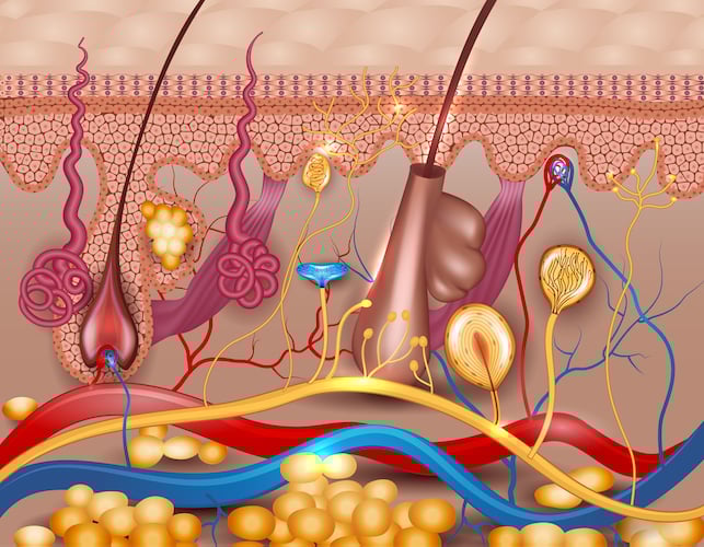 skin colorful