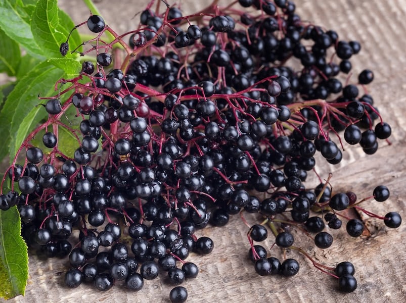 Elderberry syrup has a powerful effect on cold and flu symptoms