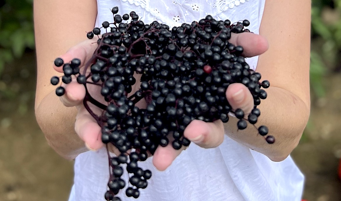 Jessie hands elderberry fresh