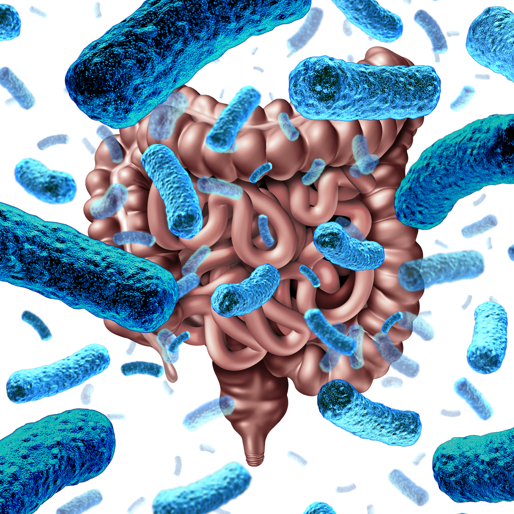 blue gut bacteria