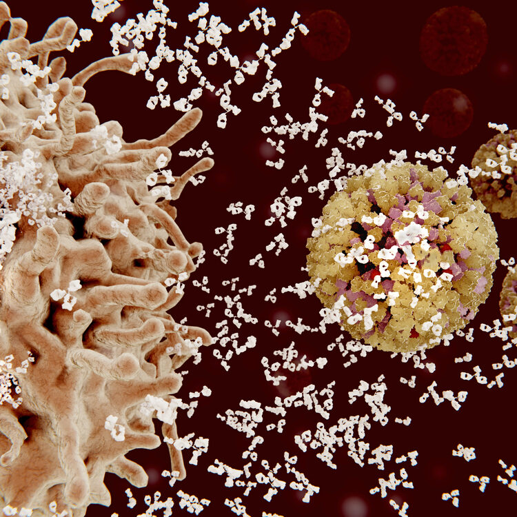 B cells